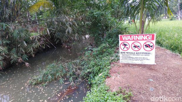 Warga Ciamis Heboh Penampakan Ikan Besar Misterius di Sungai Cisadap