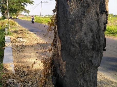 Pemkab Klaten Ancam Polisikan Pembakar Pohon Peneduh Jalan
