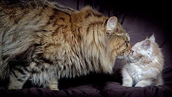 Perbandingan kucing Maine Coon dengan kucing berukuran biasa. Foto: via Bored Panda
