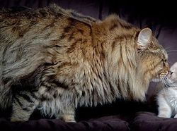 Kumpulan Potret Kucing Peliharaan Raksasa, Sungguh Ada!