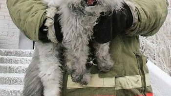 Ekspresi terkejut kucing. Foto: via Bored Panda