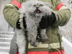 Kumpulan Potret Kucing Peliharaan Raksasa, Sungguh Ada!