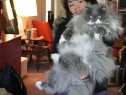 Kumpulan Potret Kucing Peliharaan Raksasa, Sungguh Ada!