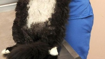 Pasti butuh perawatan ekstra untuk kucing-kucing besar ini. Foto: via Bored Panda