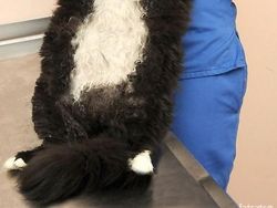 Kumpulan Potret Kucing Peliharaan Raksasa, Sungguh Ada!