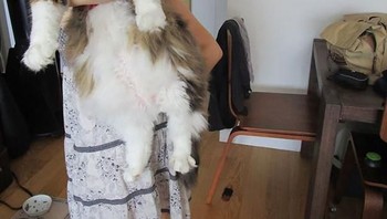 Bulunya sangat tebal, menggemaskan untuk dipeluk. Foto: via Bored Panda