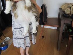 Kumpulan Potret Kucing Peliharaan Raksasa, Sungguh Ada!