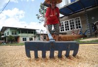 Warga menjemur padi organik 