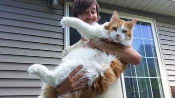 Si pemilik kucing menimang-nimang kesayangannya yang berukuran jumbo. Foto: via Bored Panda