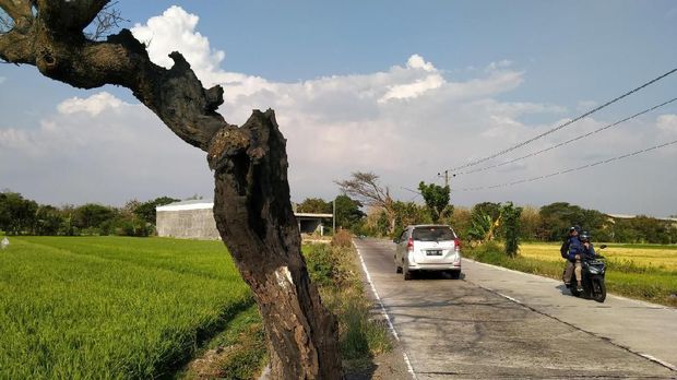 Banyak Pohon Peneduh Jalan di Klaten Dibakar, Siapa Pelakunya?