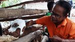 Aneh, Anak Sapi Ini Punya 2 Mulut dan 3 Kelopak Mata