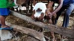 Aneh, Anak Sapi Ini Punya 2 Mulut dan 3 Kelopak Mata