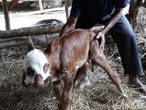 Anak Sapi Limosin di Bantul Ini Punya 2 Mulut dan 3 Kelopak Mata