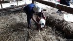 Aneh, Anak Sapi Ini Punya 2 Mulut dan 3 Kelopak Mata