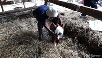 Pedet yang baru berusia 2 hari ini belum bisa berdiri dengan tegak.