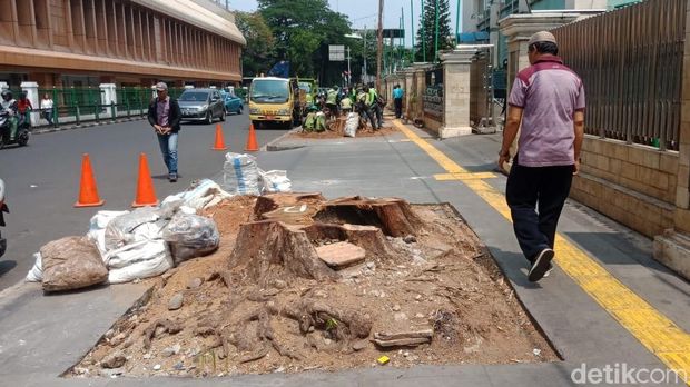 Pohon Besar di Cikini Ditebang, Pemkot: Sudah Tua dan Mau Musim Hujan