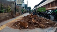 Kondisi pohon saat ini memang sudah habis ditebang, hanya tersisi bagian akar dengan tinggi sekitar 5 cm di atas permukaan tanah. 