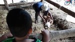 Aneh, Anak Sapi Ini Punya 2 Mulut dan 3 Kelopak Mata