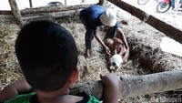 Anak sapi tersebut menjadi tontonan warga.