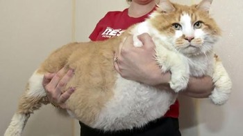 Kucing dengan warna seperti ini mungkin jadi favorit para pecinta kucing. Foto: via Bored Panda