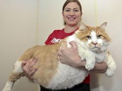 Kumpulan Potret Kucing Peliharaan Raksasa, Sungguh Ada!