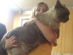 Kumpulan Potret Kucing Peliharaan Raksasa, Sungguh Ada!