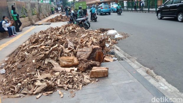 Pohon Besar di Cikini Ditebang, Pemkot: Sudah Tua dan Mau Musim Hujan