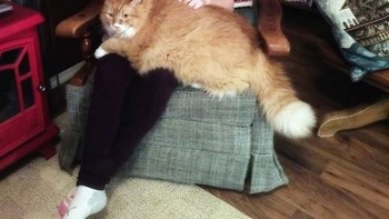 Si kucing tampak bersantai dengan pemiliknya. Foto: via Bored Panda