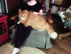 Kumpulan Potret Kucing Peliharaan Raksasa, Sungguh Ada!