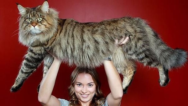 Kumpulan Potret Kucing Peliharaan Raksasa, Sungguh Ada!
