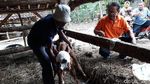 Aneh, Anak Sapi Ini Punya 2 Mulut dan 3 Kelopak Mata