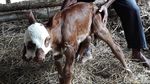 Aneh, Anak Sapi Ini Punya 2 Mulut dan 3 Kelopak Mata