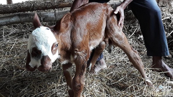 Aneh, Anak Sapi Ini Punya 2 Mulut dan 3 Kelopak Mata