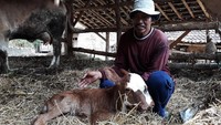 Pada salah satu kelopak mata pedet itu berisi 2 bola mata. Sehingga, pedet itu memiliki 4 bola mata yang terdapat pada 3 kelopak mata.