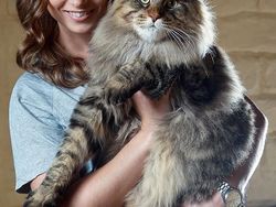 Kumpulan Potret Kucing Peliharaan Raksasa, Sungguh Ada!