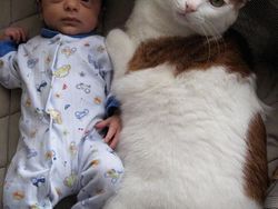 Kumpulan Potret Kucing Peliharaan Raksasa, Sungguh Ada!