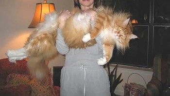 Kucing ini mungkin sedang malas-malasan diajak foto. Foto: via Bored Panda