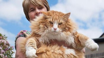 Gendut dan gemas! Foto: via Bored Panda