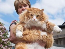 Kumpulan Potret Kucing Peliharaan Raksasa, Sungguh Ada!