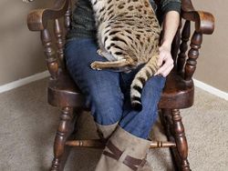 Kumpulan Potret Kucing Peliharaan Raksasa, Sungguh Ada!