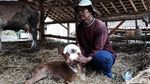 Aneh, Anak Sapi Ini Punya 2 Mulut dan 3 Kelopak Mata