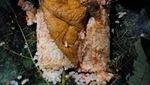 Sarapan Nasi Jangkrik Favorit Sunan Kudus yang Gurih Mantap