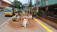 Ketika dikonfirmasi, Pemkot Jakarta Pusat menyebut pemotongan pohon sebagai salah satu antisipasi musim hujan. Pohon-pohon rindang itu dikhawatirkan roboh dan menimpa pengguna jalan. 