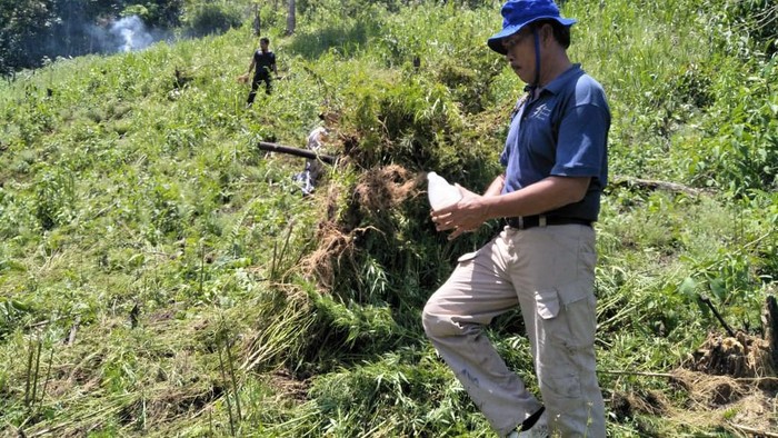 2 Hektare Ladang Ganja Ditemukan di Lembah Tor Sihite Sumut