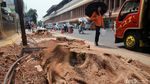Sulitnya Membongkar Akar Tunggak Pohon di Cikini