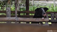 Ternak babi jadi salah satu bisnis yang banyak dilakukan oleh warga di Desa Ba Sikor, Kecamatan Krayan, Kabupaten Nunukan, Kalimantan Utara.