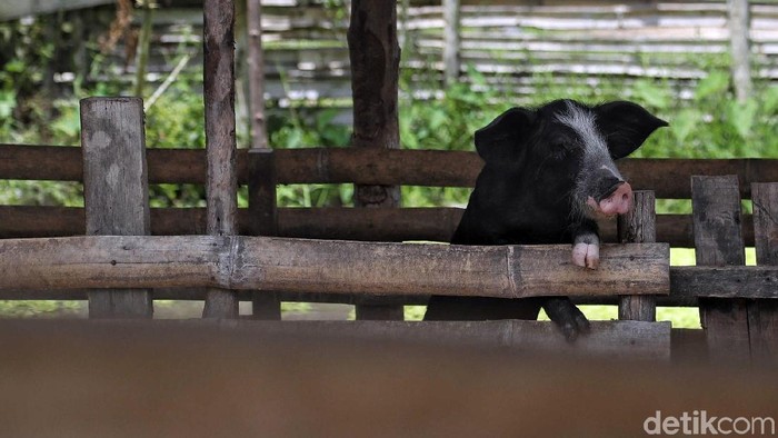 Bisnis ternak babi jadi salah satu usaha andalan warga di perbatasan Indonesia. Harga jualnya yang tinggi membuat warga tertarik untuk mengembangkan usaha ini.