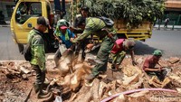 Mereka menggunakan perkakas pertukangan untuk mencungkil satu persatu akar pohon tersebut. 