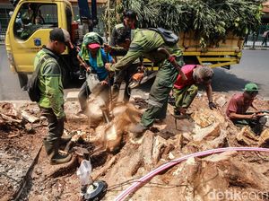 Ahli Nilai Penataan Trotoar DKI Semestinya Tak Perlu Menebang Pohon
