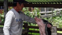 Babi ternak tersebut dibanderol dengan harga mencapai Rp 10 juta per ekornya.